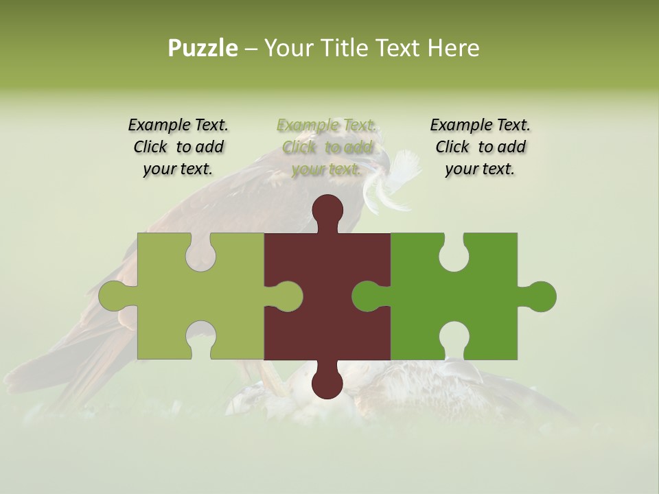 Accipitral Falconiformes Western Marsh Harrier PowerPoint Template