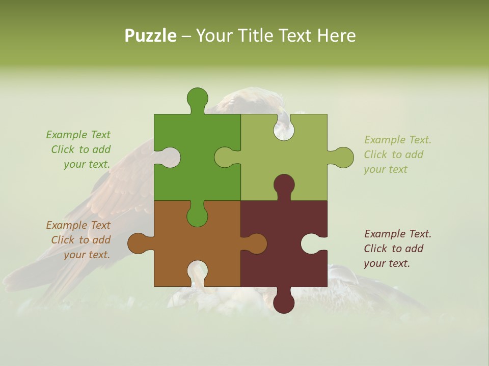 Accipitral Falconiformes Western Marsh Harrier PowerPoint Template