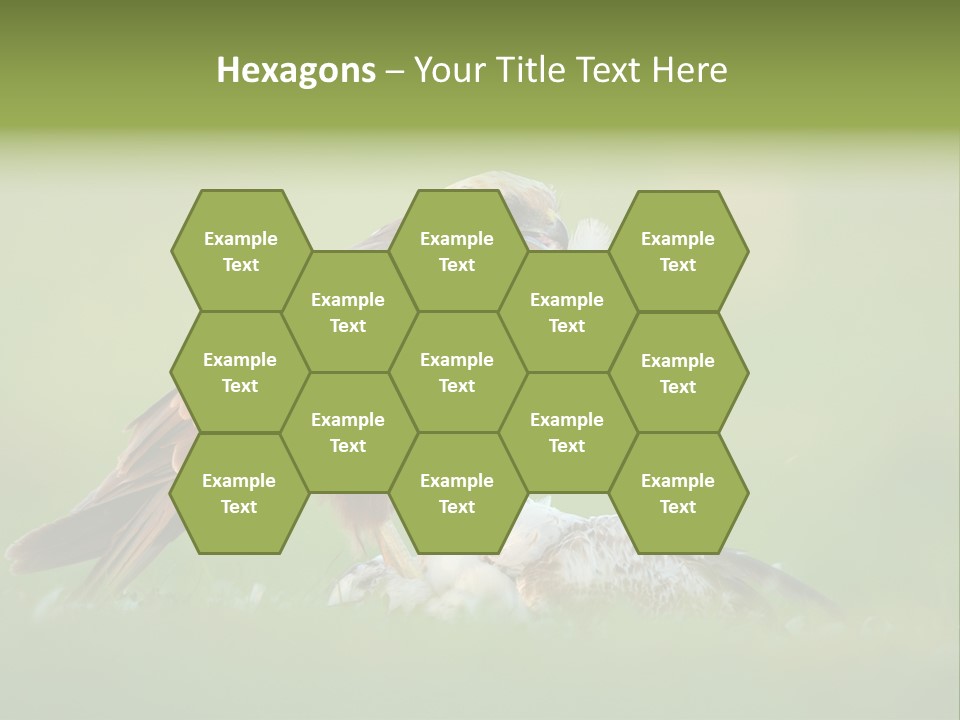 Accipitral Falconiformes Western Marsh Harrier PowerPoint Template