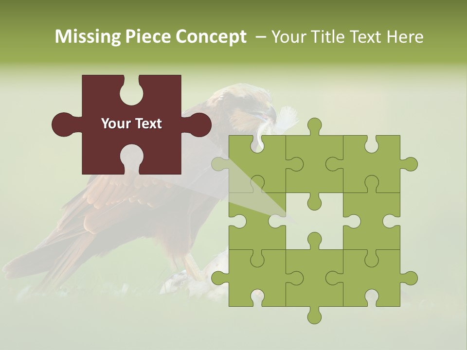 Accipitral Falconiformes Western Marsh Harrier PowerPoint Template