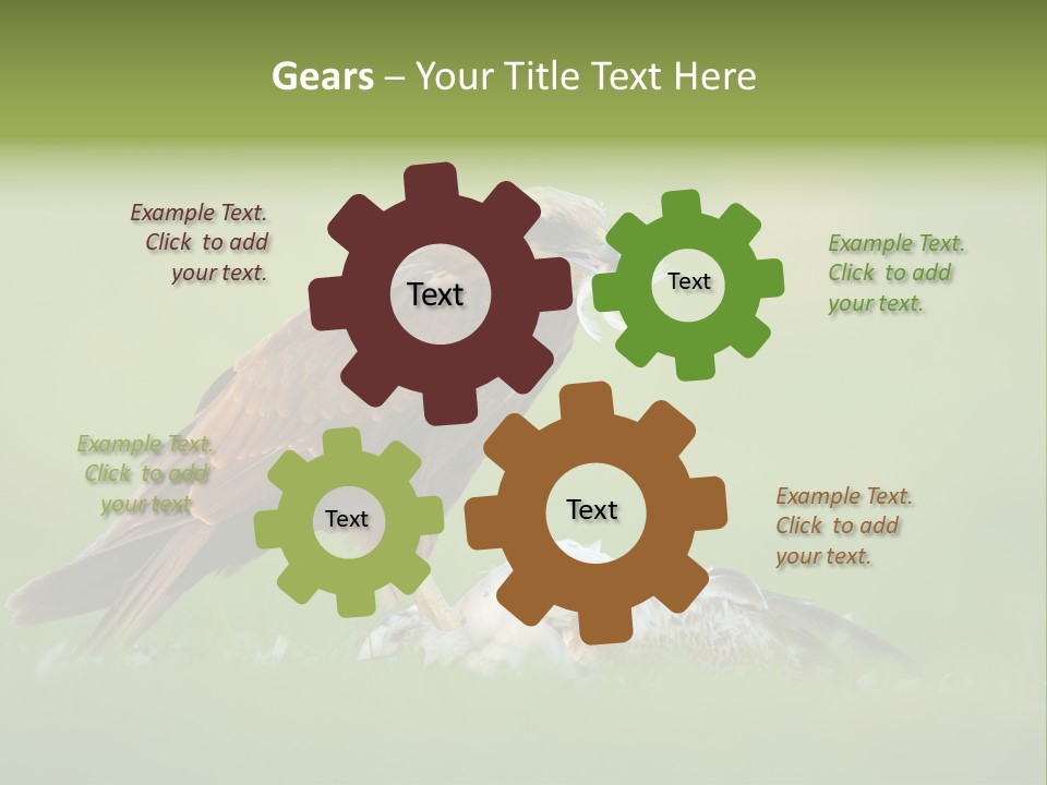 Accipitral Falconiformes Western Marsh Harrier PowerPoint Template