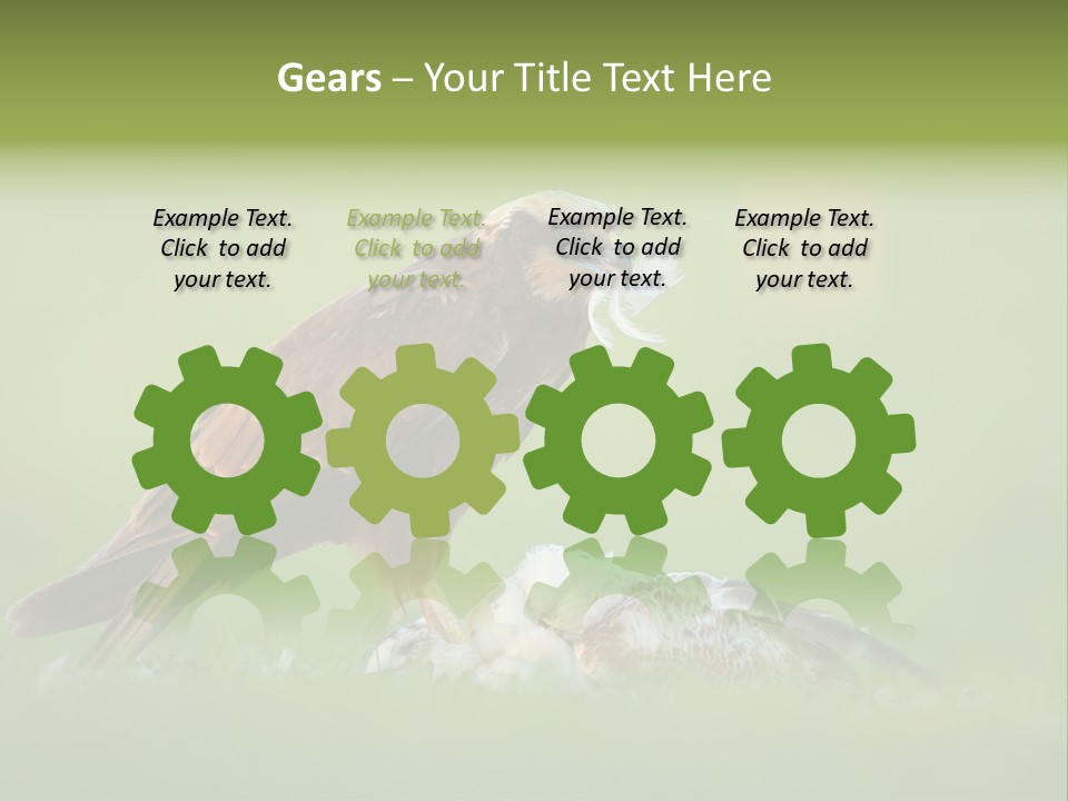 Accipitral Falconiformes Western Marsh Harrier PowerPoint Template