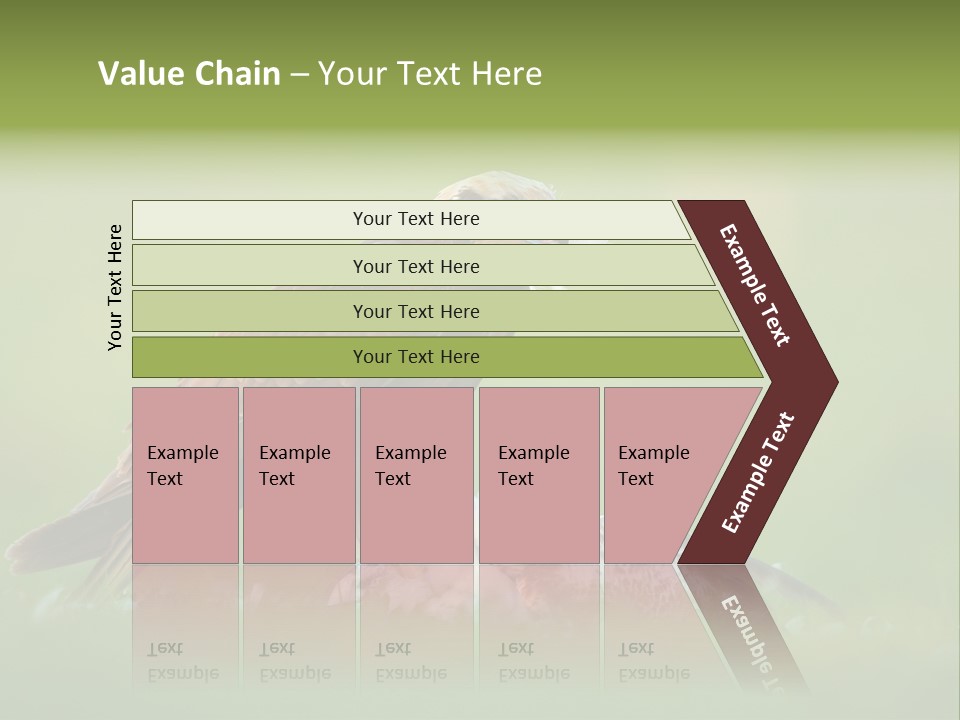 Accipitral Falconiformes Western Marsh Harrier PowerPoint Template