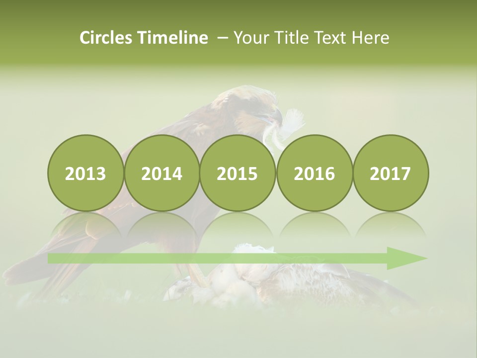 Accipitral Falconiformes Western Marsh Harrier PowerPoint Template