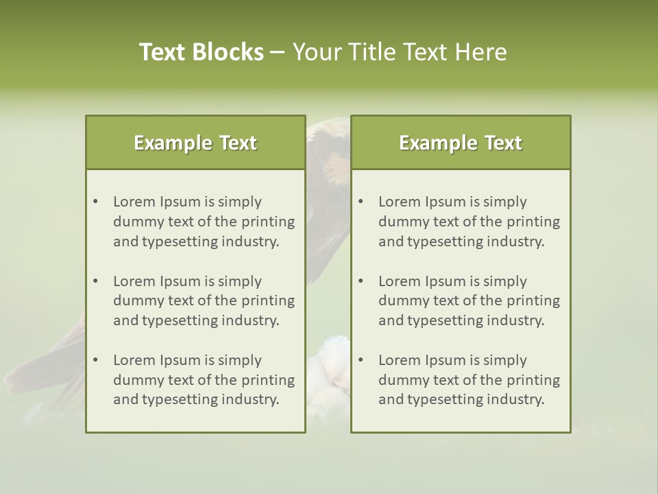 Accipitral Falconiformes Western Marsh Harrier PowerPoint Template