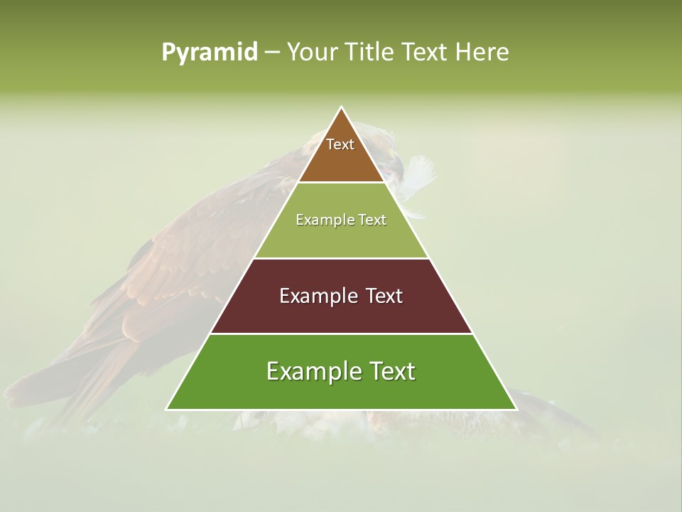 Accipitral Falconiformes Western Marsh Harrier PowerPoint Template