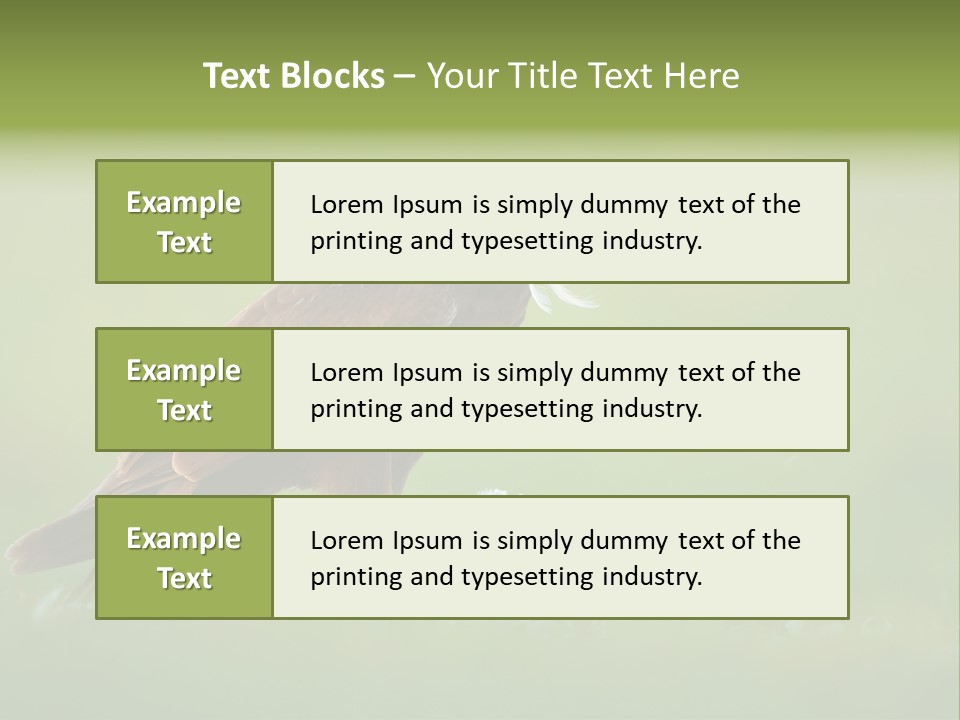Accipitral Falconiformes Western Marsh Harrier PowerPoint Template