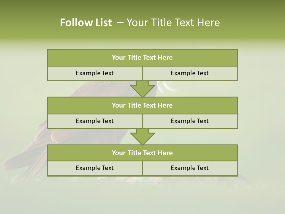 Accipitral Falconiformes Western Marsh Harrier PowerPoint Template