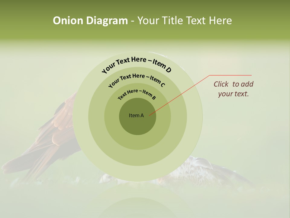 Accipitral Falconiformes Western Marsh Harrier PowerPoint Template