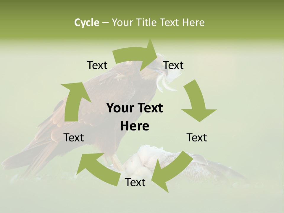 Accipitral Falconiformes Western Marsh Harrier PowerPoint Template