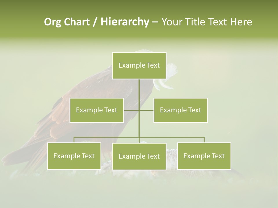 Accipitral Falconiformes Western Marsh Harrier PowerPoint Template