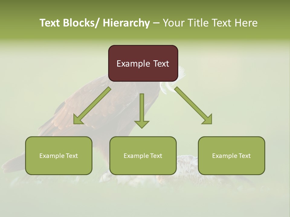 Accipitral Falconiformes Western Marsh Harrier PowerPoint Template
