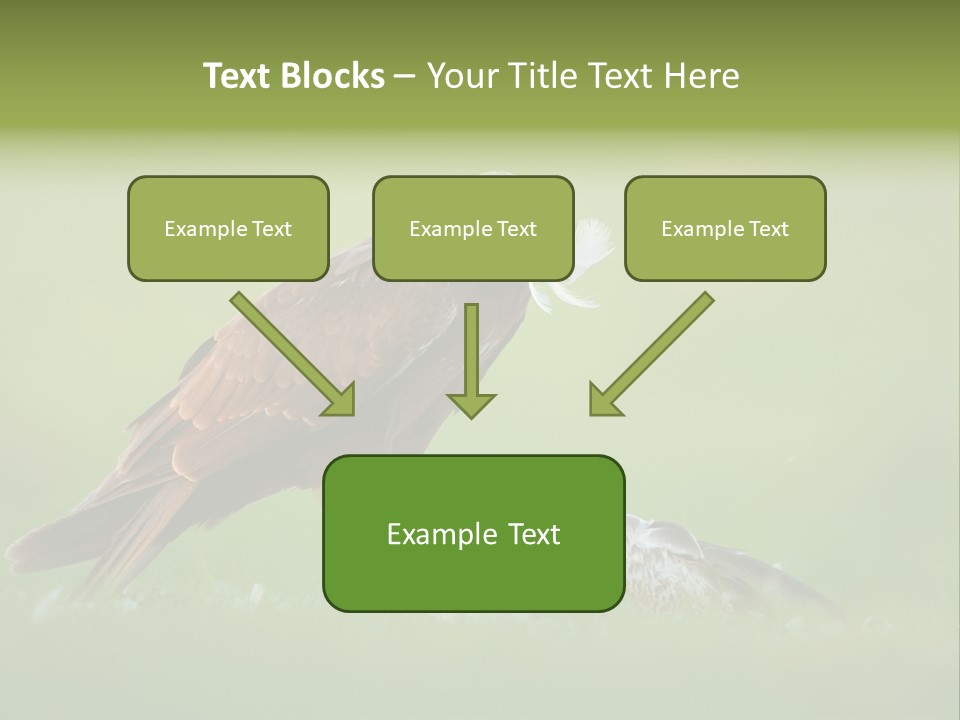 Accipitral Falconiformes Western Marsh Harrier PowerPoint Template