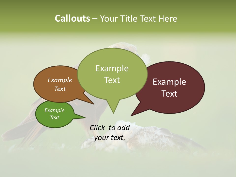 Accipitral Falconiformes Western Marsh Harrier PowerPoint Template
