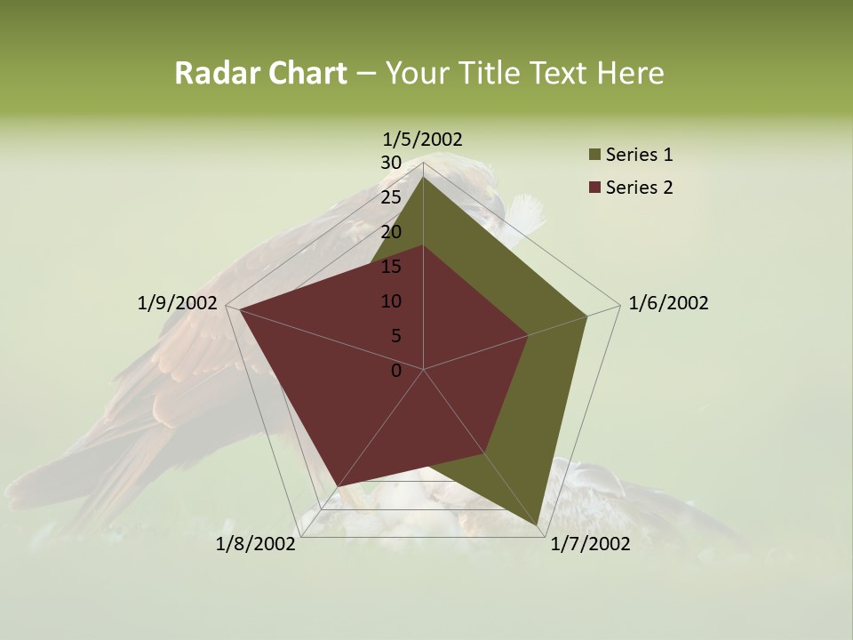Accipitral Falconiformes Western Marsh Harrier PowerPoint Template
