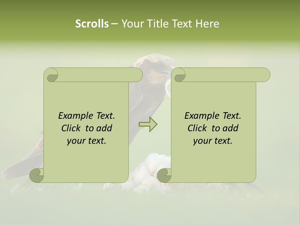 Accipitral Falconiformes Western Marsh Harrier PowerPoint Template