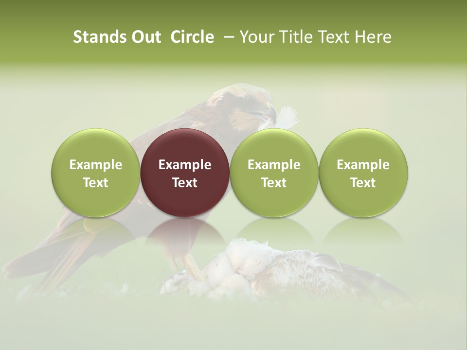 Accipitral Falconiformes Western Marsh Harrier PowerPoint Template