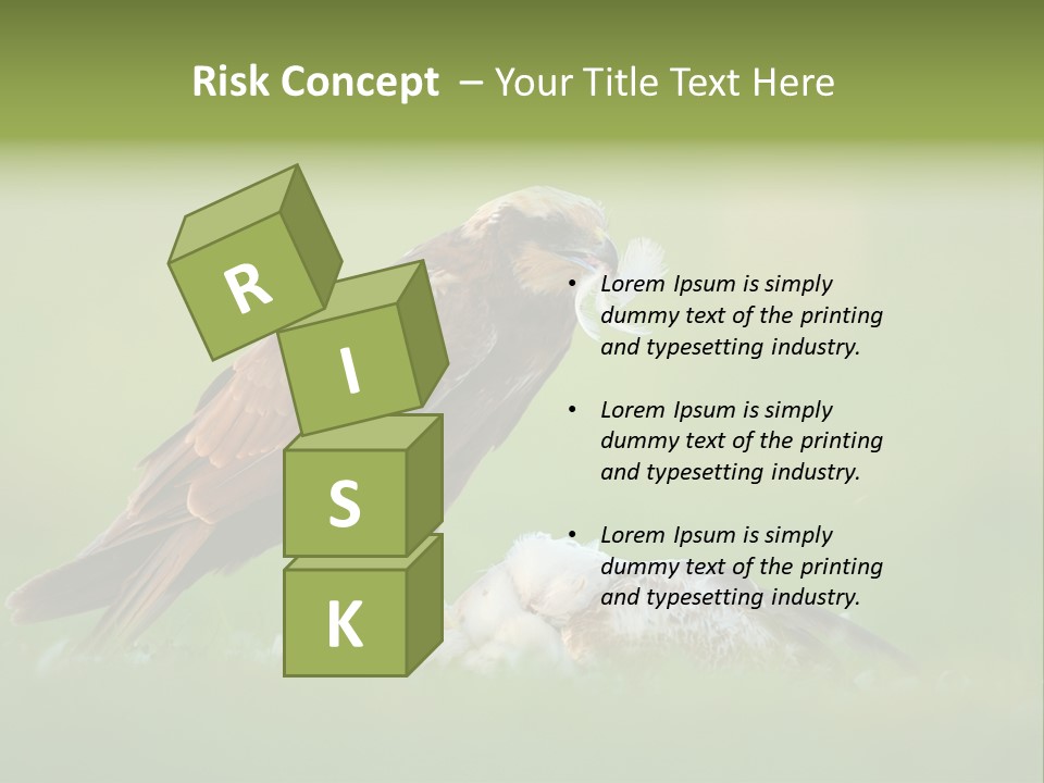 Accipitral Falconiformes Western Marsh Harrier PowerPoint Template