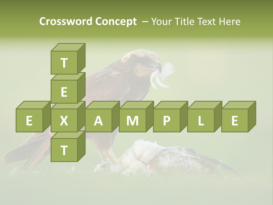 Accipitral Falconiformes Western Marsh Harrier PowerPoint Template