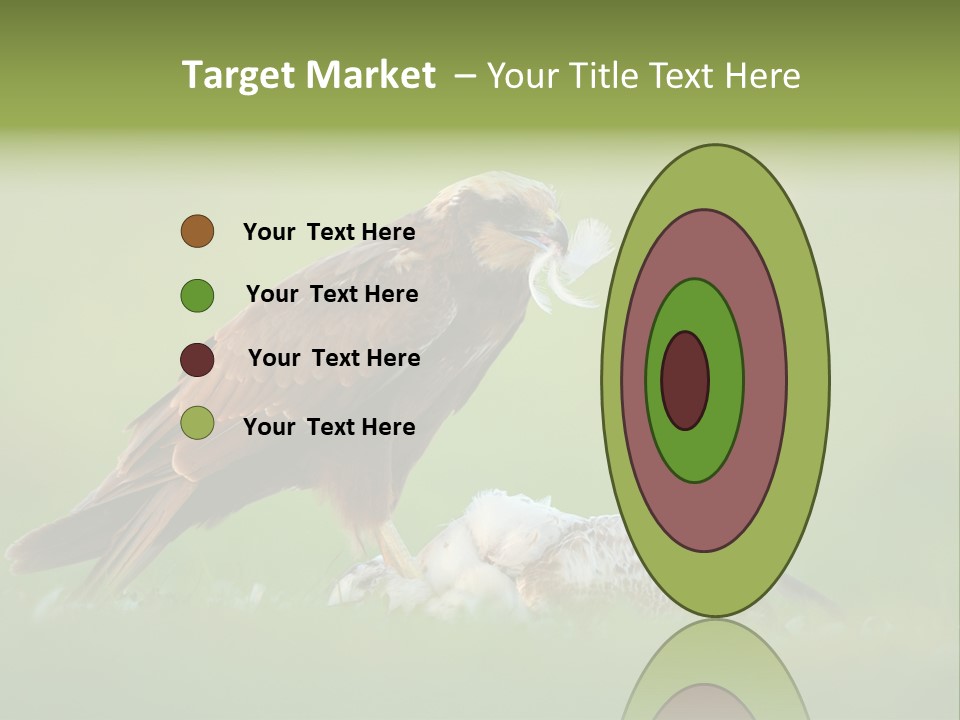 Accipitral Falconiformes Western Marsh Harrier PowerPoint Template