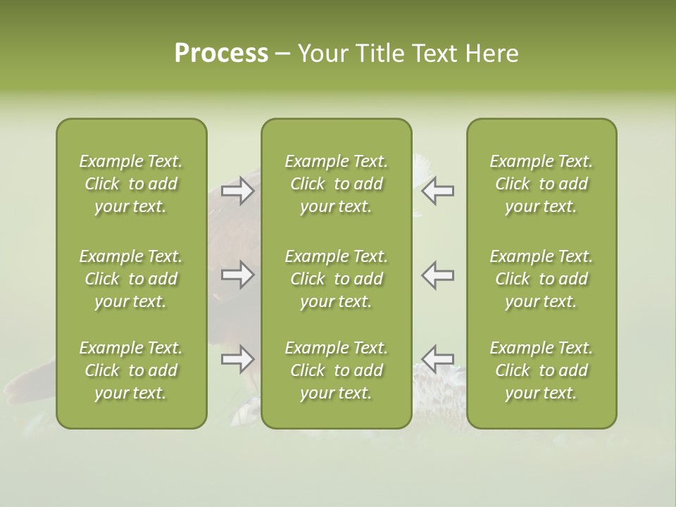 Accipitral Falconiformes Western Marsh Harrier PowerPoint Template