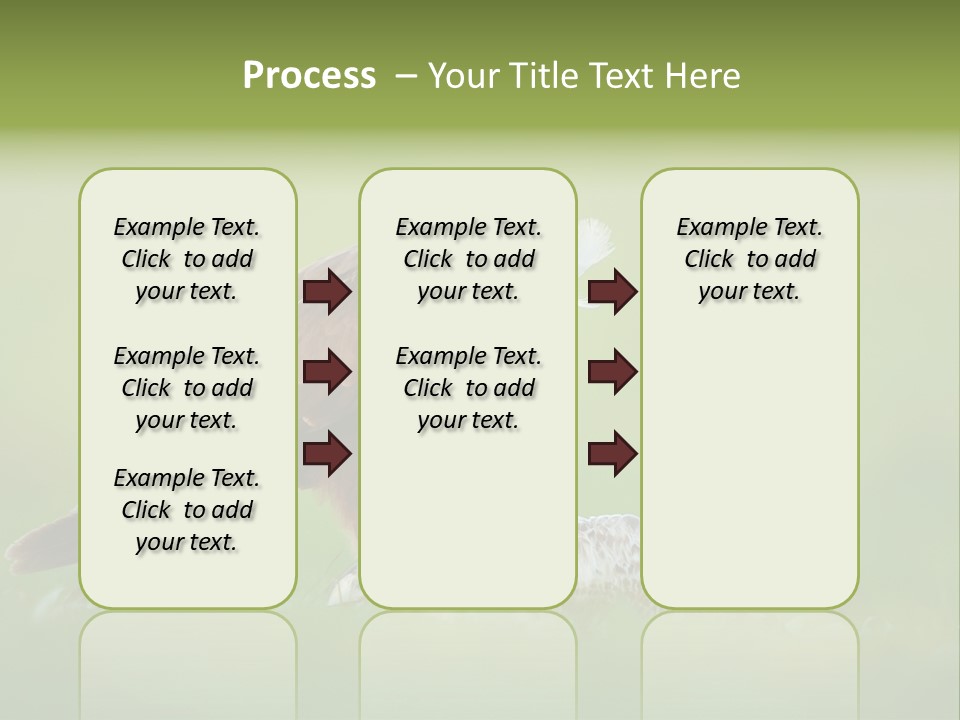 Accipitral Falconiformes Western Marsh Harrier PowerPoint Template