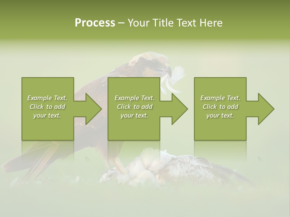 Accipitral Falconiformes Western Marsh Harrier PowerPoint Template