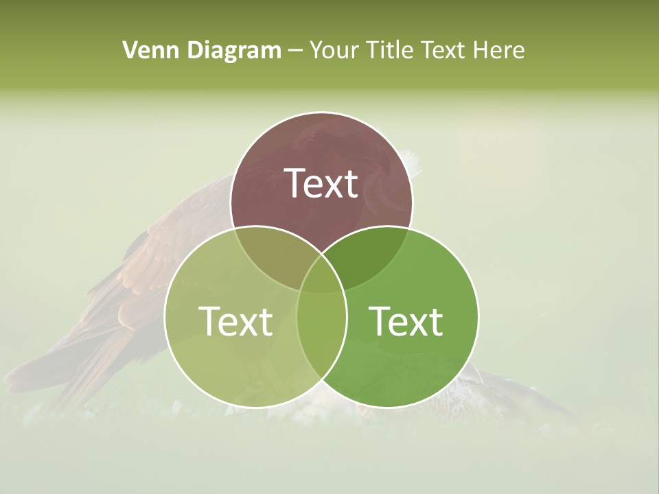 Accipitral Falconiformes Western Marsh Harrier PowerPoint Template