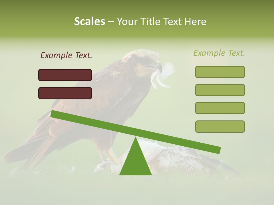 Accipitral Falconiformes Western Marsh Harrier PowerPoint Template