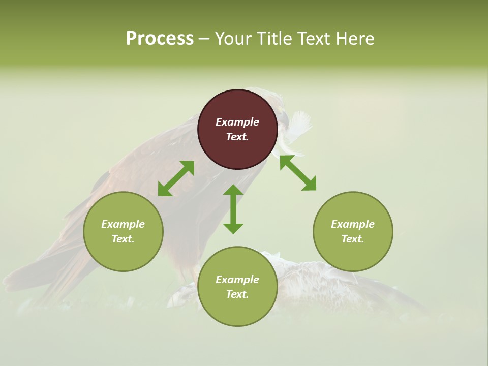 Accipitral Falconiformes Western Marsh Harrier PowerPoint Template