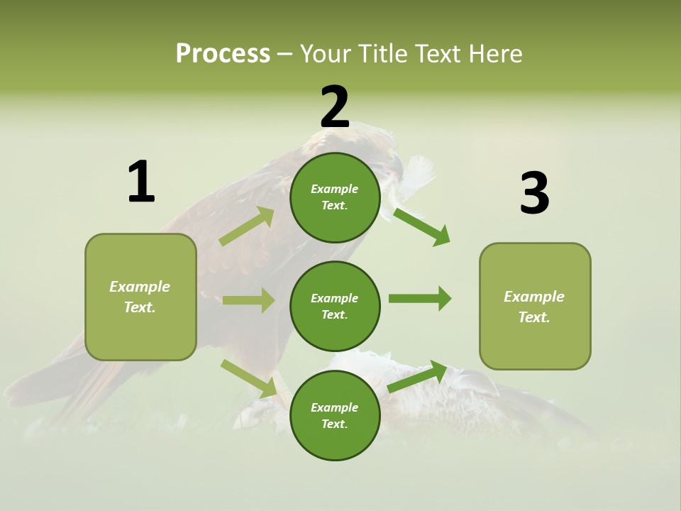 Accipitral Falconiformes Western Marsh Harrier PowerPoint Template