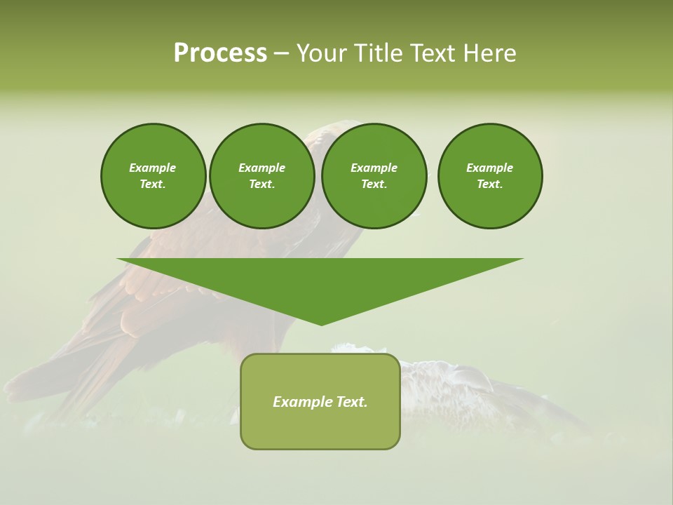 Accipitral Falconiformes Western Marsh Harrier PowerPoint Template