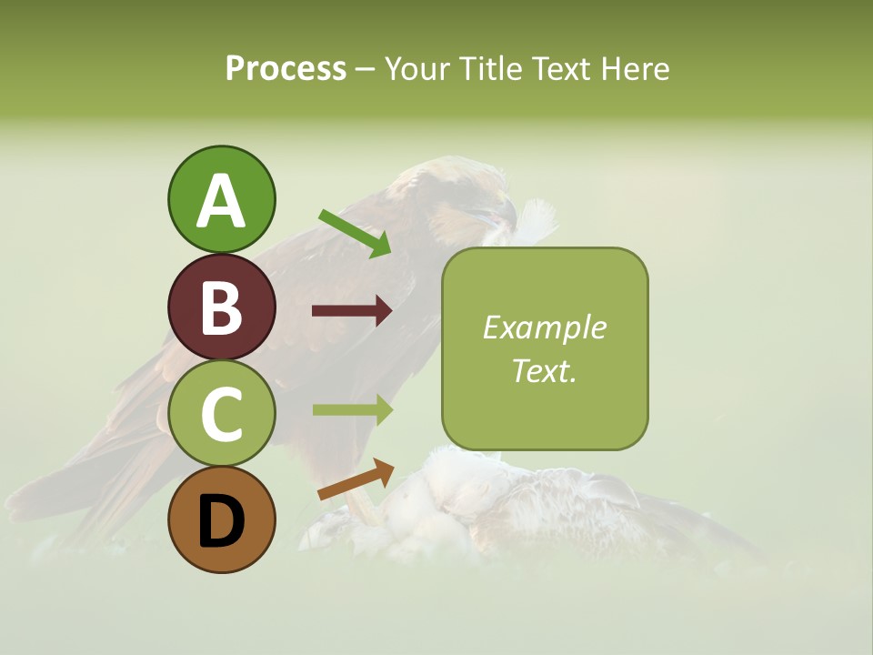 Accipitral Falconiformes Western Marsh Harrier PowerPoint Template
