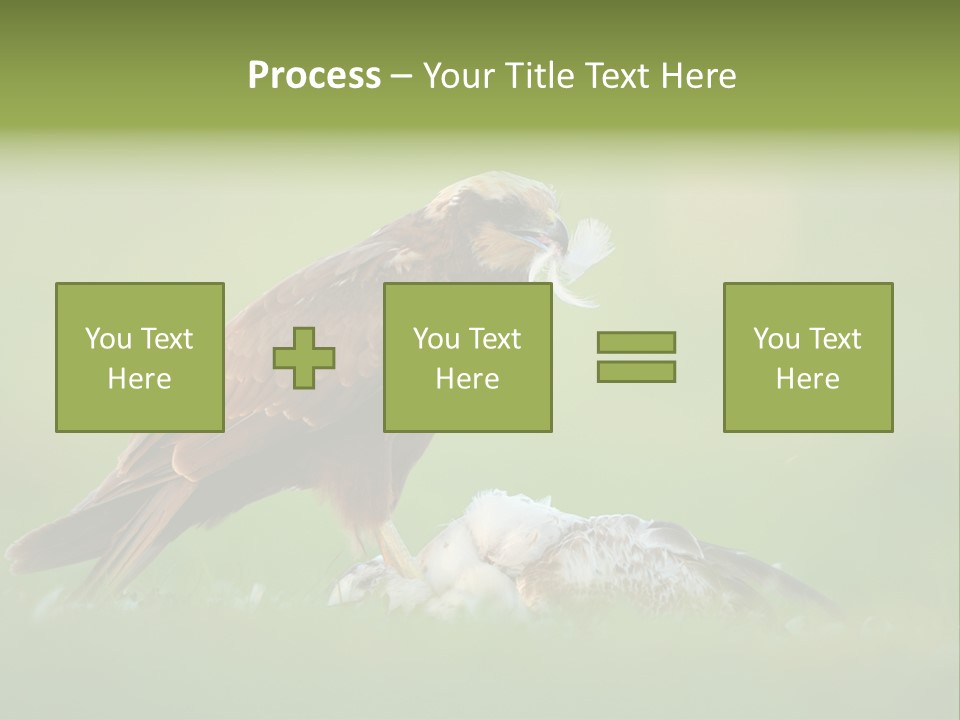 Accipitral Falconiformes Western Marsh Harrier PowerPoint Template