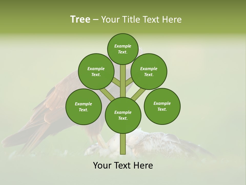 Accipitral Falconiformes Western Marsh Harrier PowerPoint Template