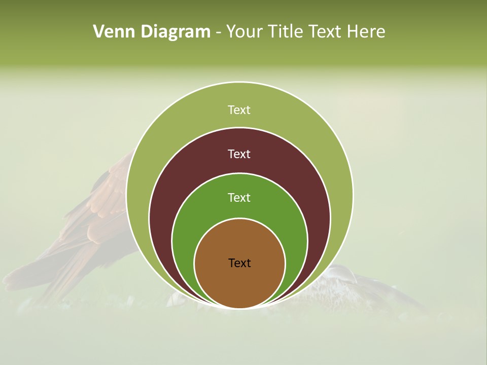Accipitral Falconiformes Western Marsh Harrier PowerPoint Template
