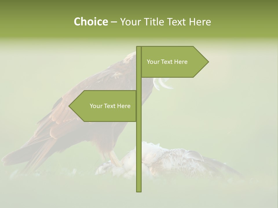 Accipitral Falconiformes Western Marsh Harrier PowerPoint Template
