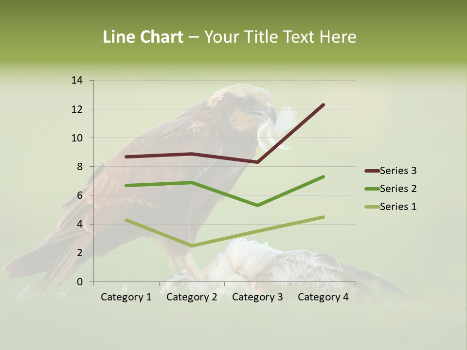 Accipitral Falconiformes Western Marsh Harrier PowerPoint Template