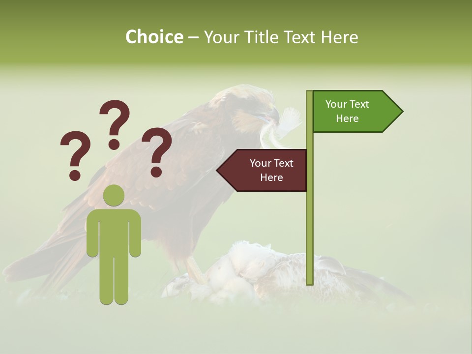 Accipitral Falconiformes Western Marsh Harrier PowerPoint Template
