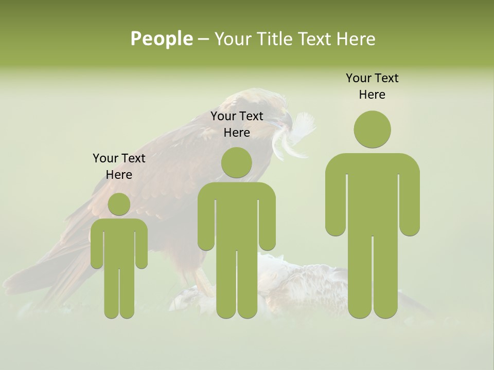 Accipitral Falconiformes Western Marsh Harrier PowerPoint Template
