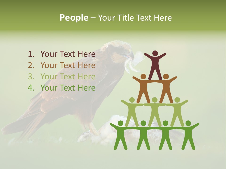 Accipitral Falconiformes Western Marsh Harrier PowerPoint Template