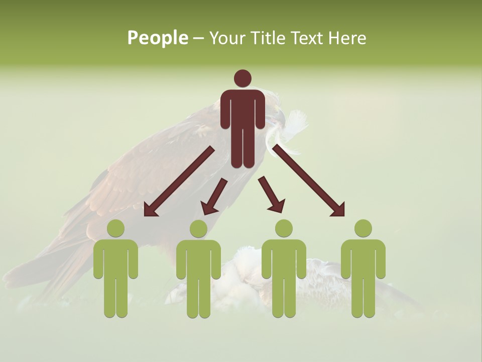 Accipitral Falconiformes Western Marsh Harrier PowerPoint Template