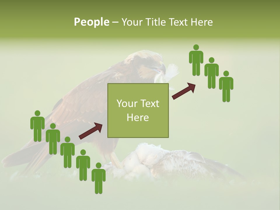 Accipitral Falconiformes Western Marsh Harrier PowerPoint Template