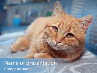 Fur Pet Blanket PowerPoint Template