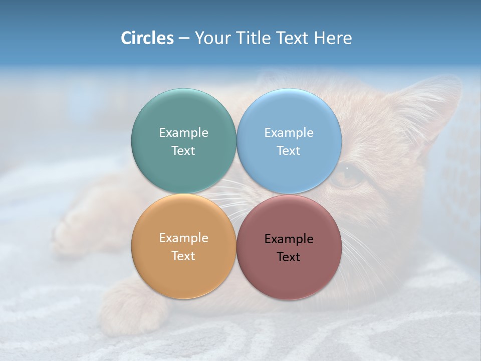 Fur Pet Blanket PowerPoint Template