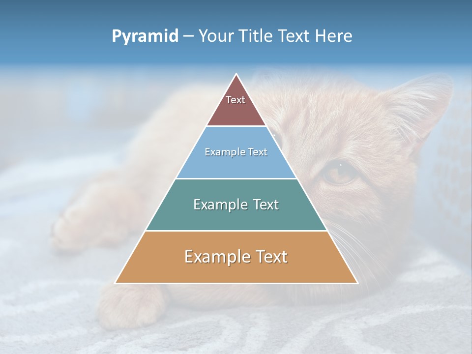 Fur Pet Blanket PowerPoint Template