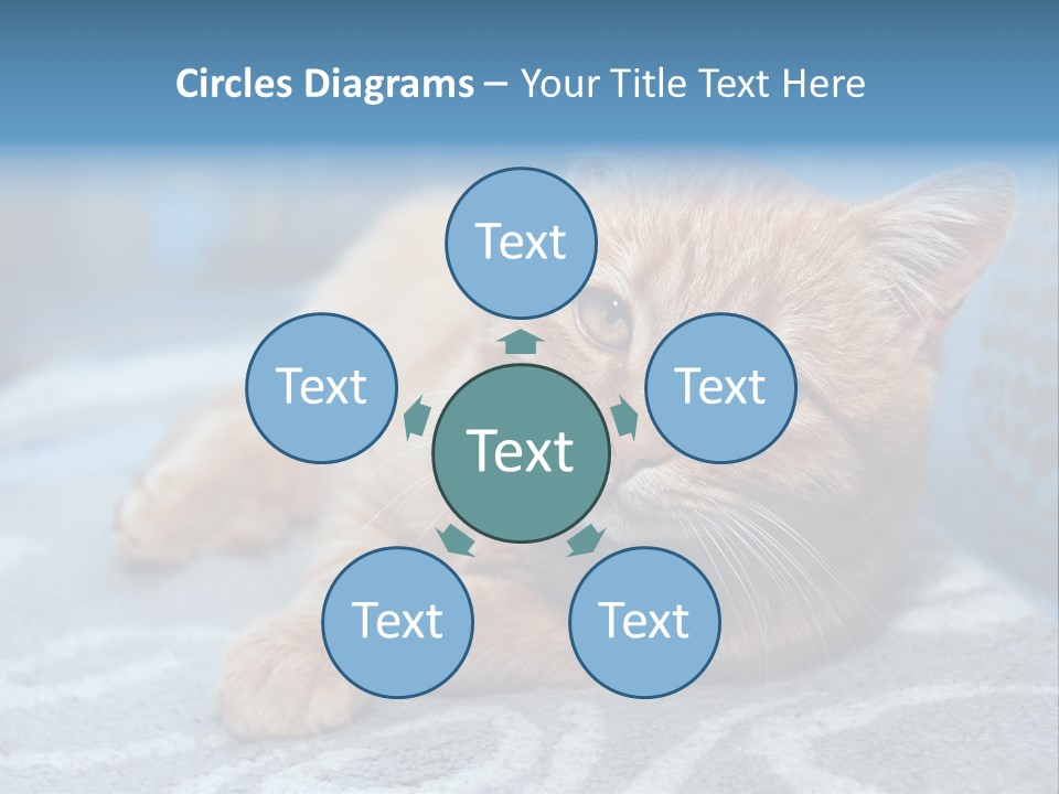 Fur Pet Blanket PowerPoint Template