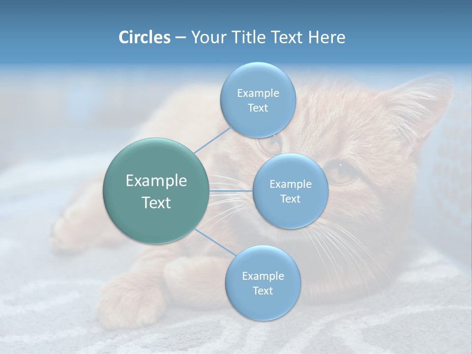 Fur Pet Blanket PowerPoint Template