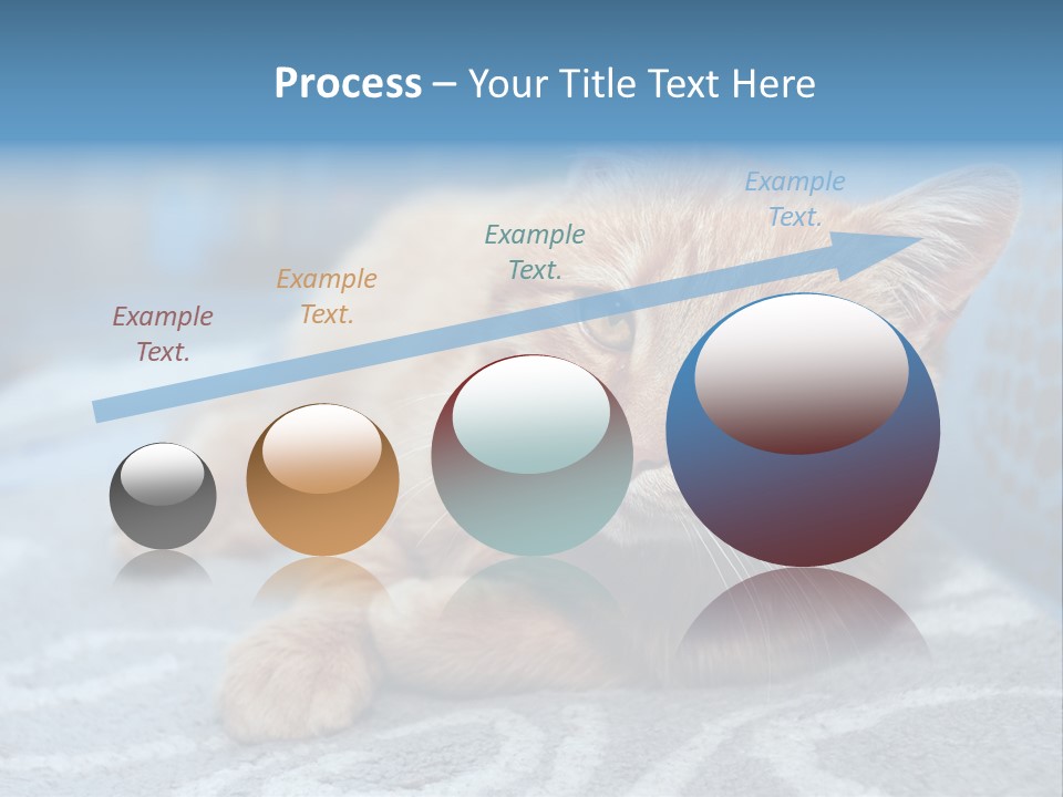Fur Pet Blanket PowerPoint Template