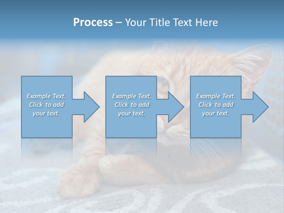 Fur Pet Blanket PowerPoint Template